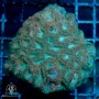 ACI Devin the Dipsastraea - Colony