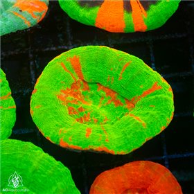 CV-457