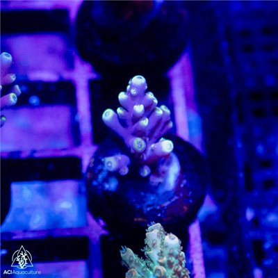 CV-821