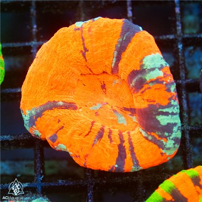 CV-468