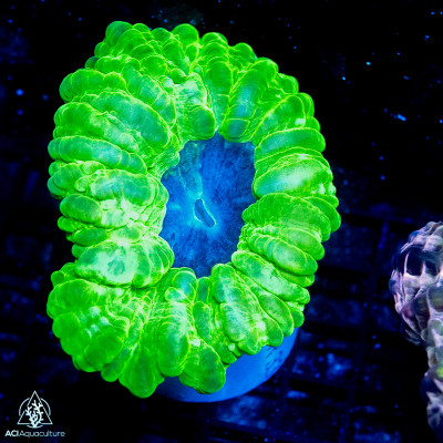Cynarina Metallic Green (Indo-Pacific) M