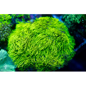 Briareum sp - Encrusting Star Polyps Green M