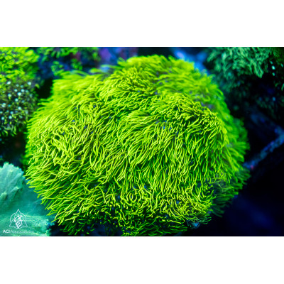 Briareum sp - Encrusting Star Polyps Green M