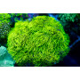 Briareum sp - Encrusting Star Polyps Green M