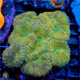 CW-8093
