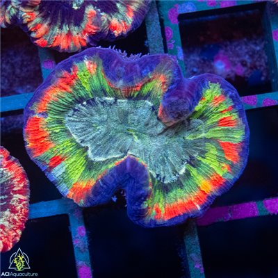 CW-7102
