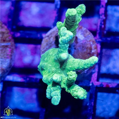 CW-7670