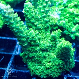 ACI Green Slimer Acropora (Frag to Order) ACI Green Slimer Acropora (Frag to Order)