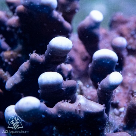 ACI Blue Ridge Coral Heliopora