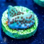 ACI Mind Trick Montipora