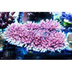 ACI Pink Panther Acro (Frag To Order) ACI Pink Panther Acro (Frag To Order)