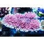 ACI Pink Panther Acro (Frag To Order)