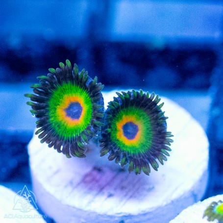 ACI Rastas Zoanthid