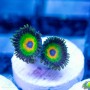 ACI Rastas Zoanthid