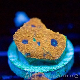 Acan echinata - Orange