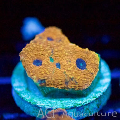 Acan echinata - Orange
