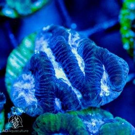 Goniastrea sp Ultra Maze - Assorted