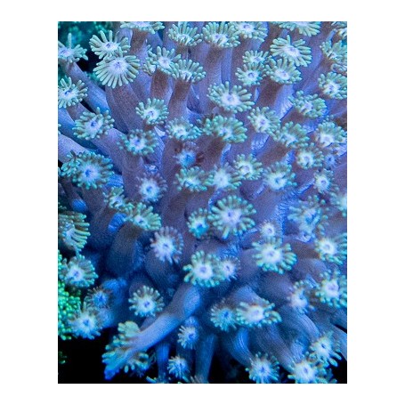 Goniopora sp. - Blue/Purple Encrusting (Indo-Pacific)