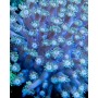 Goniopora sp. - Blue/Purple Encrusting (Indo-Pacific)