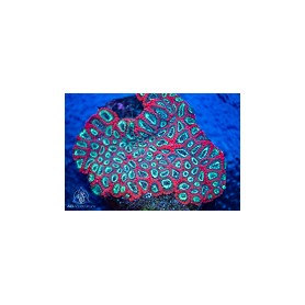 Favities sp. -  Ultra (S)