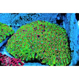 Favities sp. -  Ultra (S) Favities sp. -  Ultra (S)