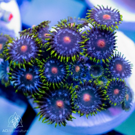 Zoanthid sp. - Assorted