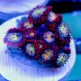 Zoanthid sp. - Assorted