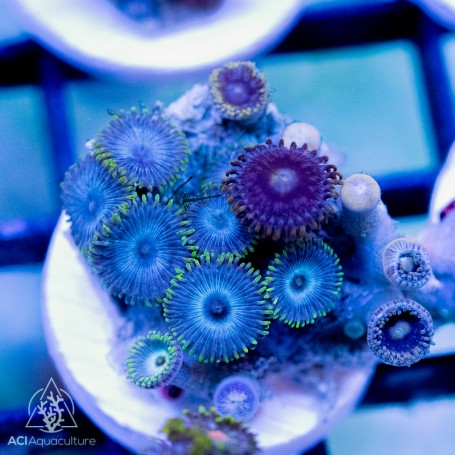 Zoanthid sp. - Assorted