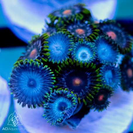 ［洋蘭原種］Den. sp. (Blue papua) 洋蘭原種 (143) 超希少種 幻の青いデンドロビューム Den. sp Papua