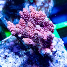 Acropora sp - Maricultured - Ultra Lg