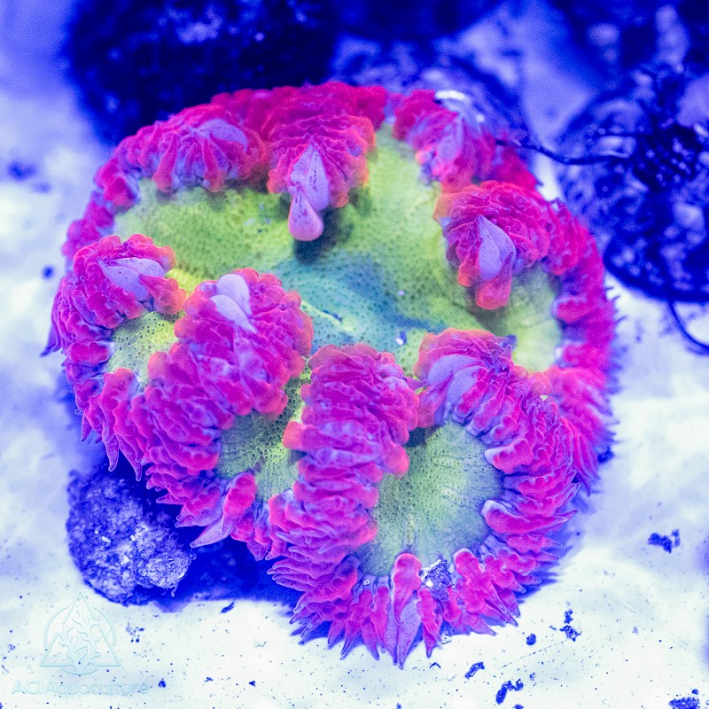 Caribbean Ultra Flower Anemone - XL
