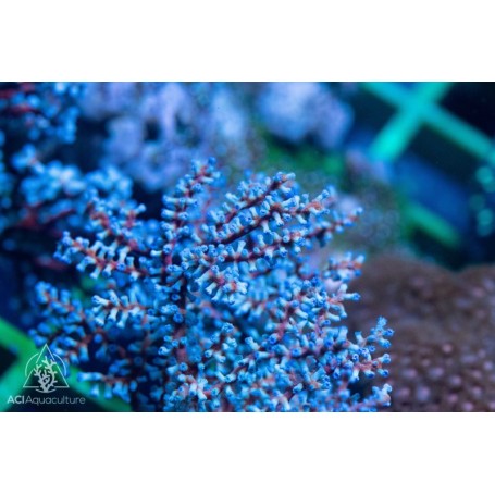 Anthogorgia caerulea (Blueberry Gorgonian)