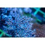 Anthogorgia caerulea (Blueberry Gorgonian)