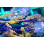 Gorgonian - Yellow / Orange Polyp Sea Whip M