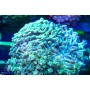 Goniopora sp. - Green Neon Encrusting  (Indo-Pacific)