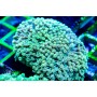 Goniopora sp. - Green Neon Encrusting  (Indo-Pacific)