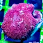 Goniopora sp. Red Short Polyp S/M (Indo-Pacific)