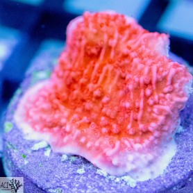 ACI Red Cap Montipora  (Frag To Order) ACI Red Cap Montipora  (Frag To Order)