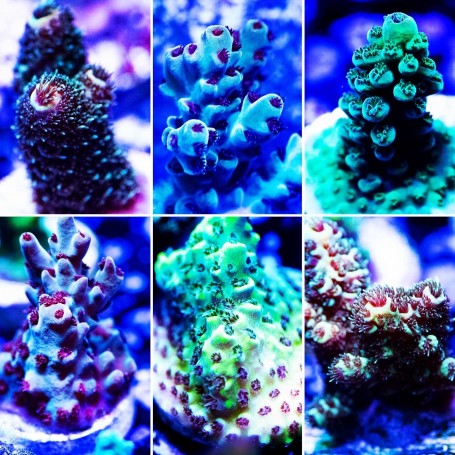 Acropora Ultra Frag 50 Lot