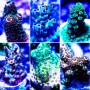 Acropora Ultra Frag 50 Lot ea