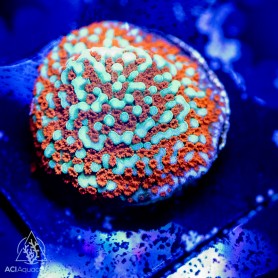 ACI Aquaman Montipora