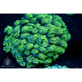 Goniopora sp. - Green Neon Encrusting (Indo-Pacific) M