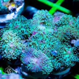 Rhodactis - Green NEON Hairy (Indo-Pacific) L