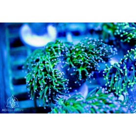 Euphyllia glabrescens - Green Purple/Pink tip (Indo-Pacific)