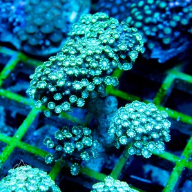 Alveopora - Branching (Indo-Pacific)