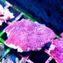 Cyphastrea sp - Red (Indo-Pacific) L