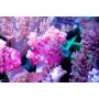 Dendronephthya - Carnation Spiky Tree (Indo-Pacific) M/L