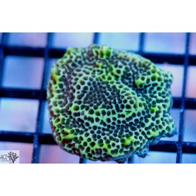 ACI Green Montipora spongodes (Frag To Order) ACI Green Montipora spongodes (Frag To Order)