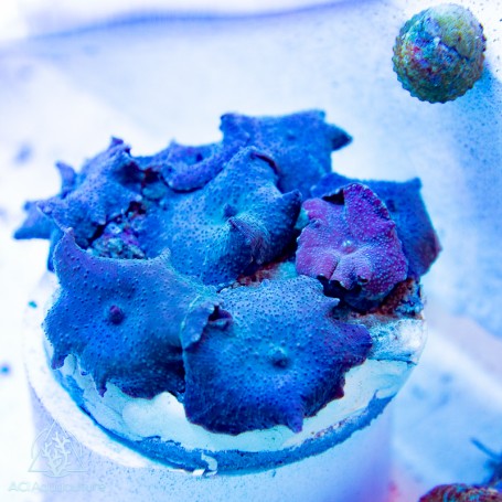 Discosoma - Blue Multi-Leaf Rock (Indo-Pacific) L