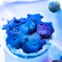 Discosoma - Blue Multi-Leaf Rock (Indo-Pacific) L